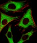 RPLP0P6 Antibody (N-term)